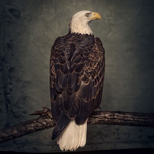 Clutch - Book of Bad Decisions [Coke Bottle Clear]  (New Vinyl LP)