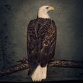 Clutch - Book of Bad Decisions  (New Vinyl LP)