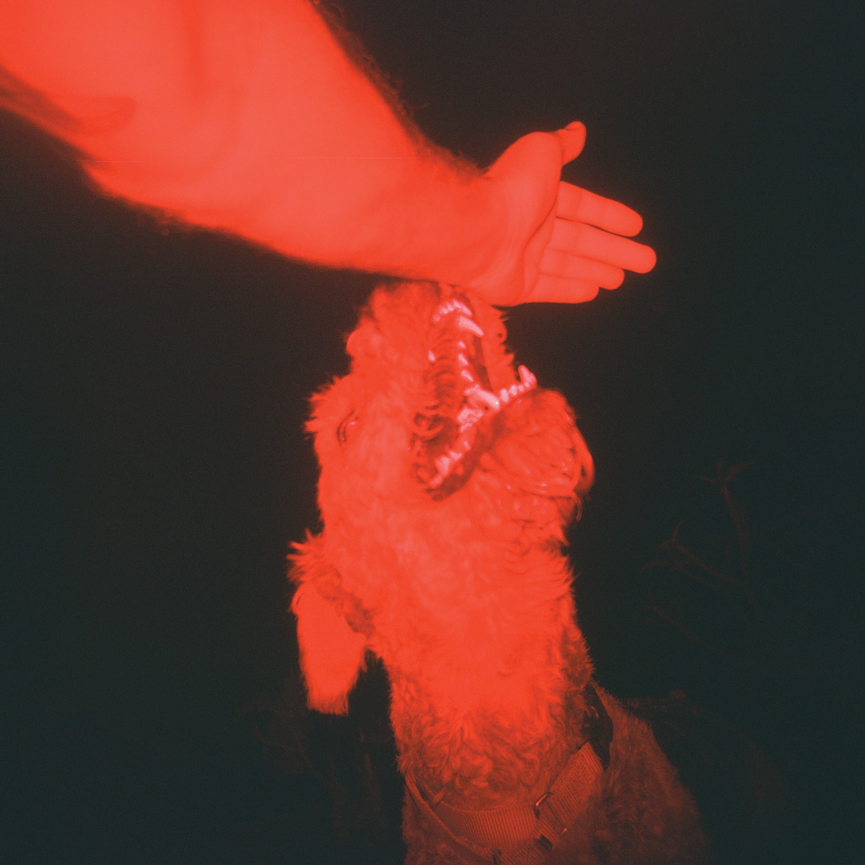 Eli Winter - A Trick Of The Light ((Vinyl))