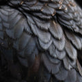 Ex People - Bird ((Vinyl))
