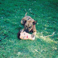 Joyce Manor - Cody  (New Vinyl LP)