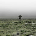 MARKUS WORMSTORM - Figure In Field ((Vinyl))