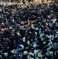Matthew Tavares & Leland Whitty - Visions [Transparent Blue Vinyl]  (New Vinyl LP)