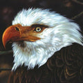 Mogwai - Hawk Is Howling  (New Vinyl LP)