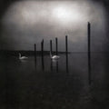 Om - Conference of the Birds [Clear w/ Purple Vinyl]  (New Vinyl LP)