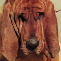 Ty Segall - Goodbye Bread  (New Vinyl LP)