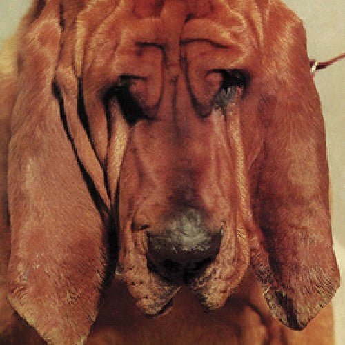 Ty Segall - Goodbye Bread  (New Vinyl LP)